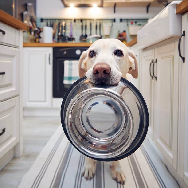Dog with empty bowl ready for a delicious, pet recipe!