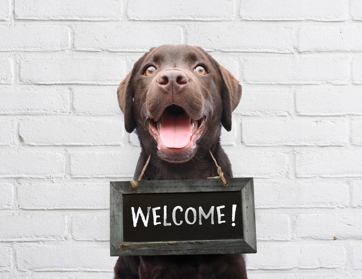 Happy dog with welcome sign